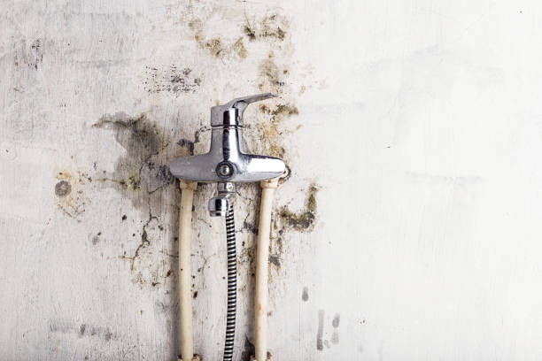Best Office Mold Removal Services  in Holladay, UT