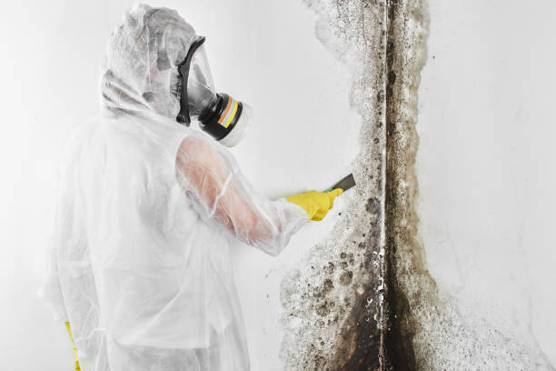 Best Mold Testing  in Holladay, UT