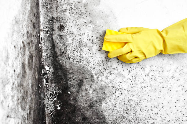Best Mold Removal Process  in Holladay, UT