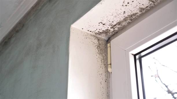 Best Residential Mold Removal  in Holladay, UT