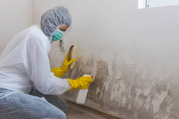 Best Mold Testing  in Holladay, UT