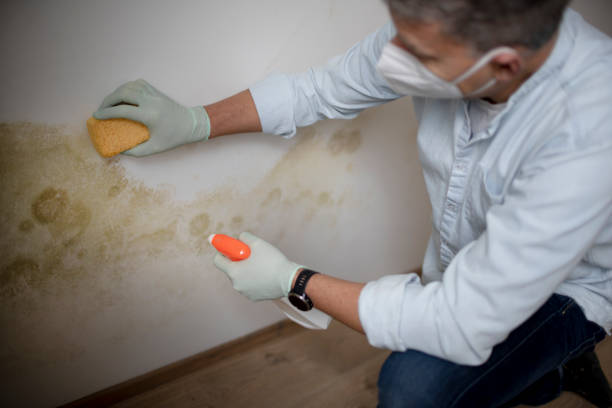 Best Black Mold Removal  in Holladay, UT