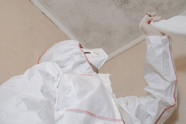 Best Toxic Mold Removal  in Holladay, UT