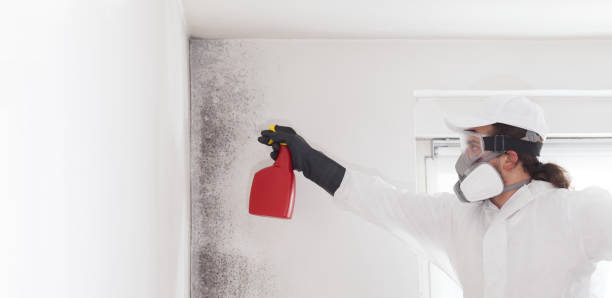 Best Professional Mold Removal  in Holladay, UT