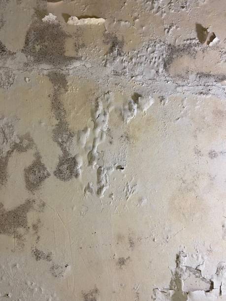 Professional Mold Removal in Holladay, UT