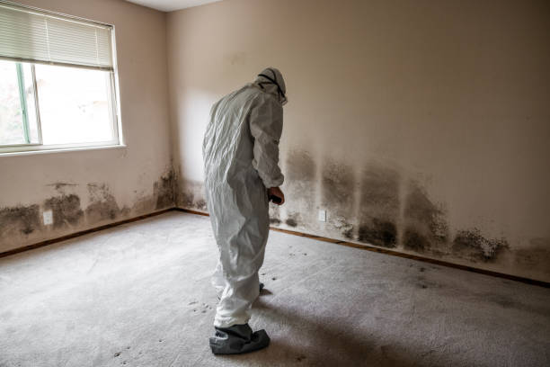 Best Local Mold Removal Service  in Holladay, UT