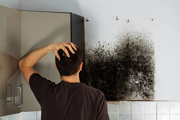 Mold Removal Process in Holladay, UT