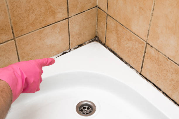 Best Mold Removal and Inspection  in Holladay, UT