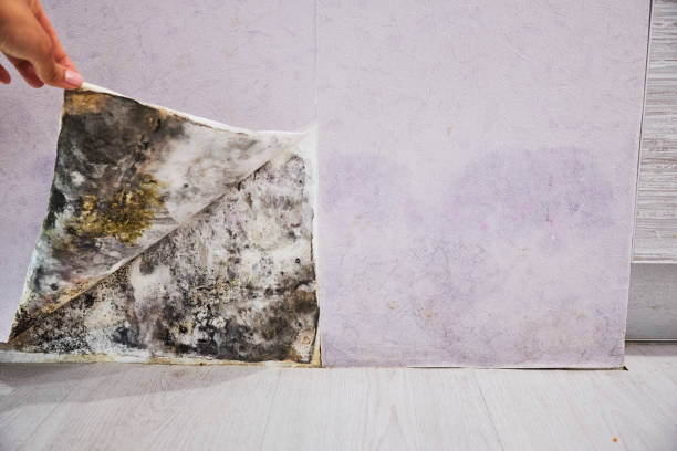 Best Water Damage Restoration  in Holladay, UT